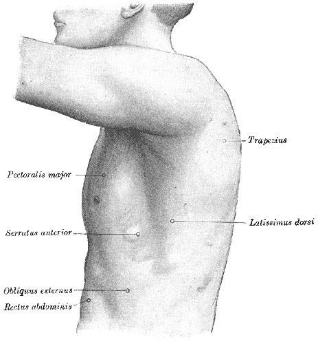 Can You Name These Muscles?