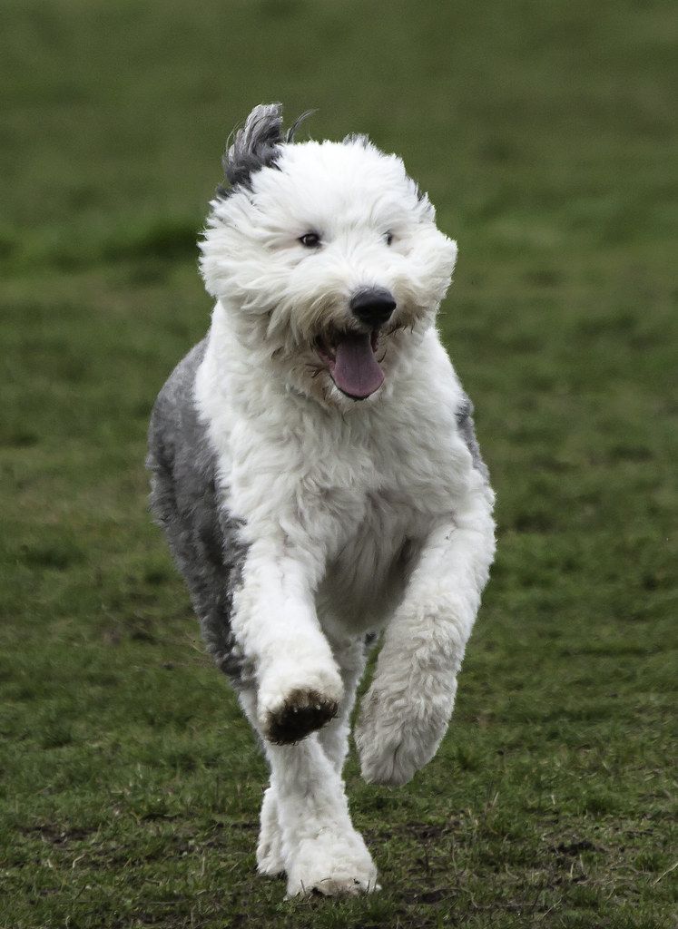 What Kind of Dog Are You?